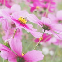大きく花開くピンクのコスモスと秋桜の満開の写真
