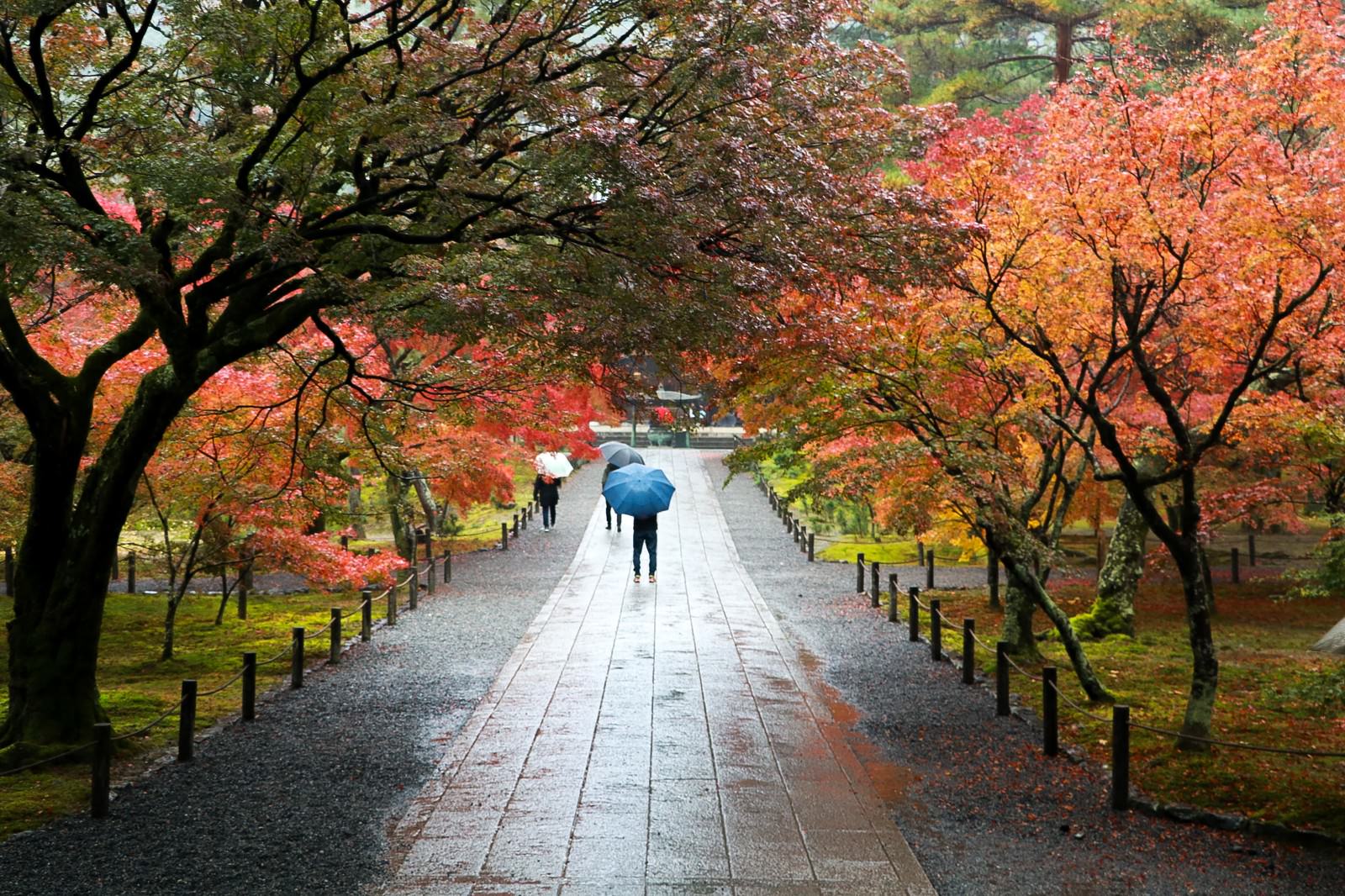 雨に濡れた石畳の参道を歩く人々と両側の色づいた紅葉