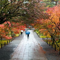 色づく紅葉と雨に濡れた石畳の参道を歩く人影の写真