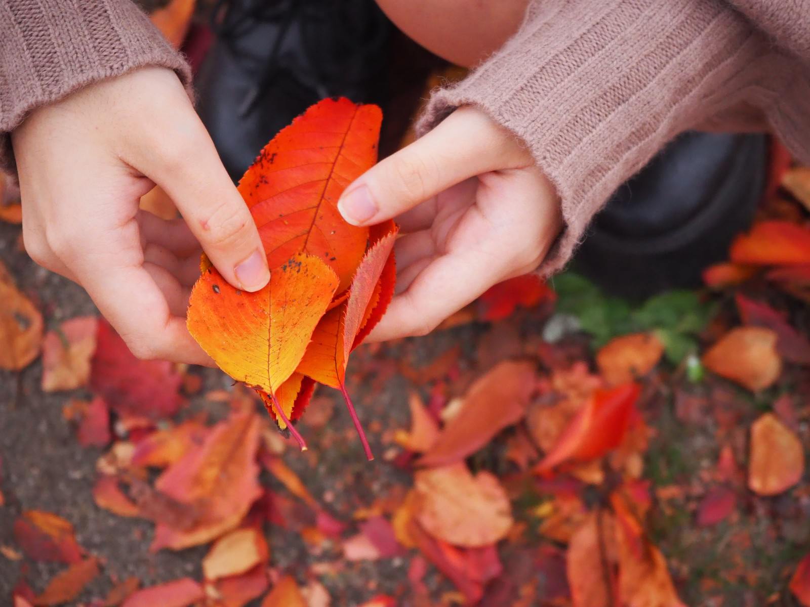 オレンジ色の紅葉した落ち葉を両手で拾い上げる女性