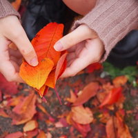秋の紅葉した落ち葉を両手で拾う女性のポートレートの写真