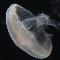 暗い水中をぷかぷかと浮遊するクラゲの透明な身体の写真