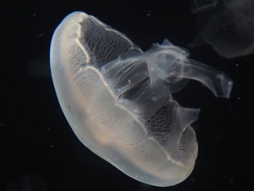 暗い水中をぷかぷかと浮遊するクラゲの透明な身体