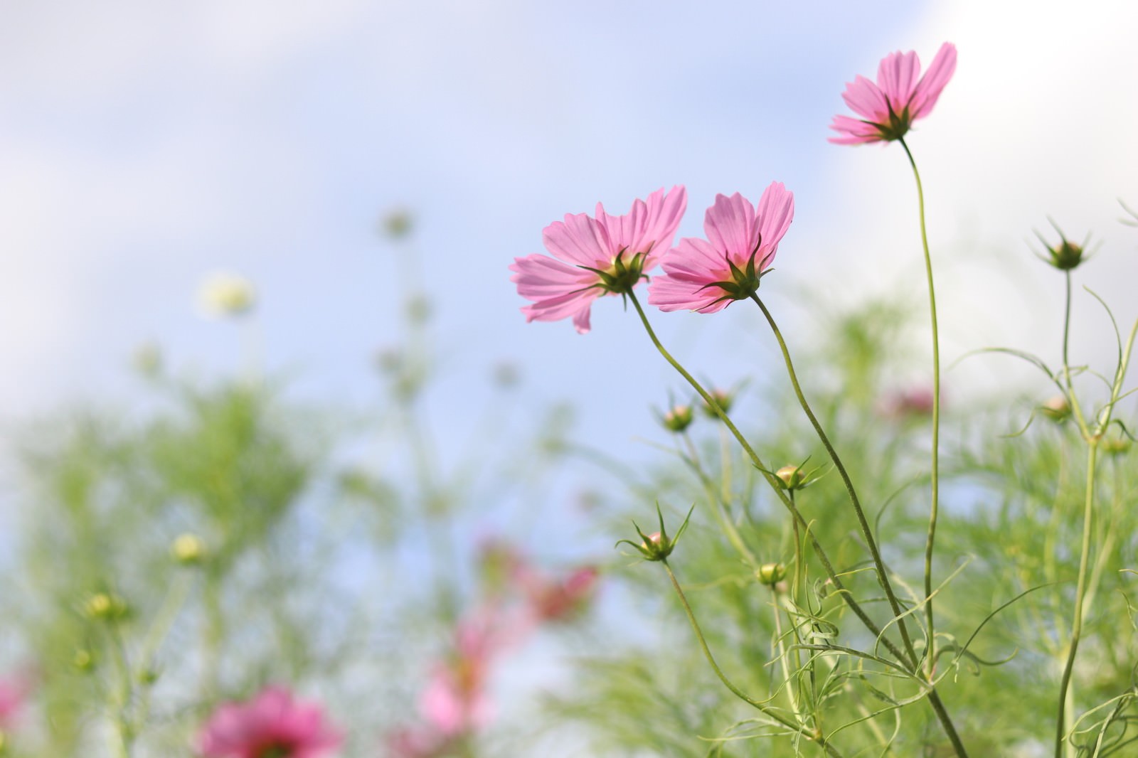 風に揺れるピンク色のコスモスの花が前景に写り、背景に緑の植物がぼけている