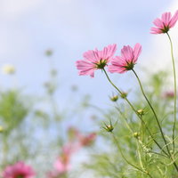 風に揺れるピンク色のコスモスの花が群生する秋桜の写真