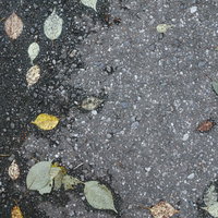 アスファルトの地面に散る落ち葉のテクスチャの写真