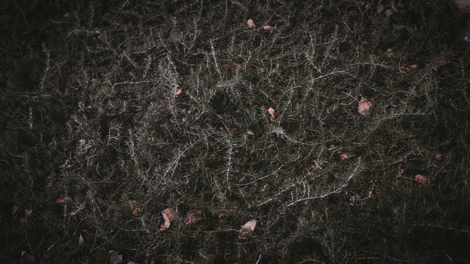 茶褐色に変化した枯れ葉が複雑に絡まりあった植物のテクスチャー