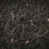 枯れ葉が絡まりあった植物のテクスチャーと自然な質感の写真