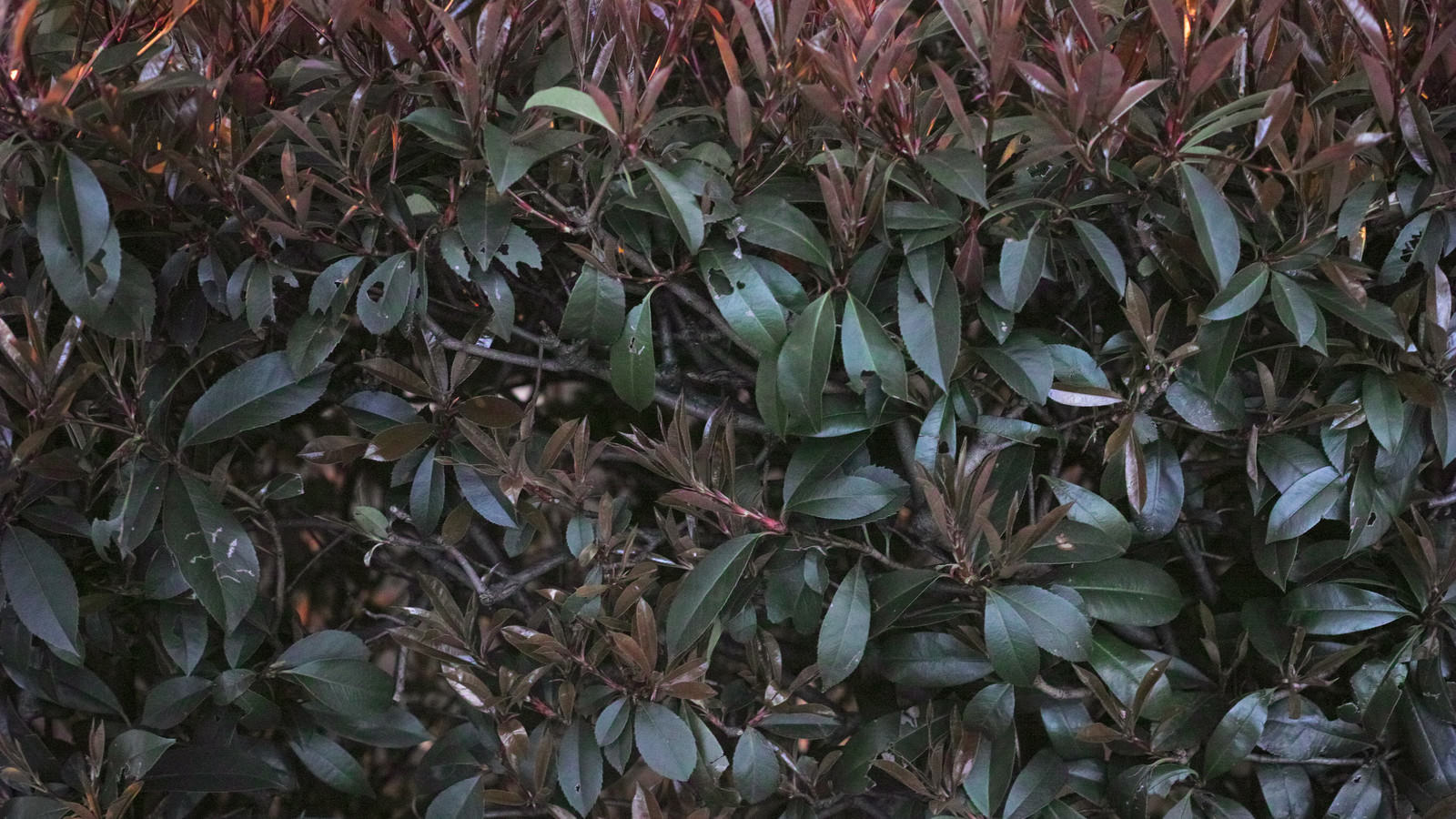 虫に食べられた跡がある植物の葉が密集している様子