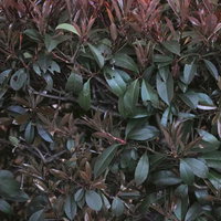 虫食いで穴があいた植物の葉のダメージ状態の写真
