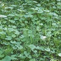 地面を覆う叢の草と雑草が密集して茂った草むらの写真