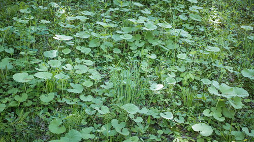 地面を覆う叢の草と雑草が密集して茂った草むら