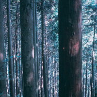 どこまでも続く杉の木々が密集する森林の風景の写真