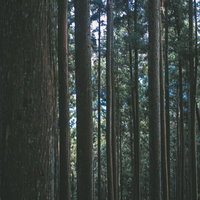 薄暗い杉林の森 背の高い杉の幹が密集する自然林の写真