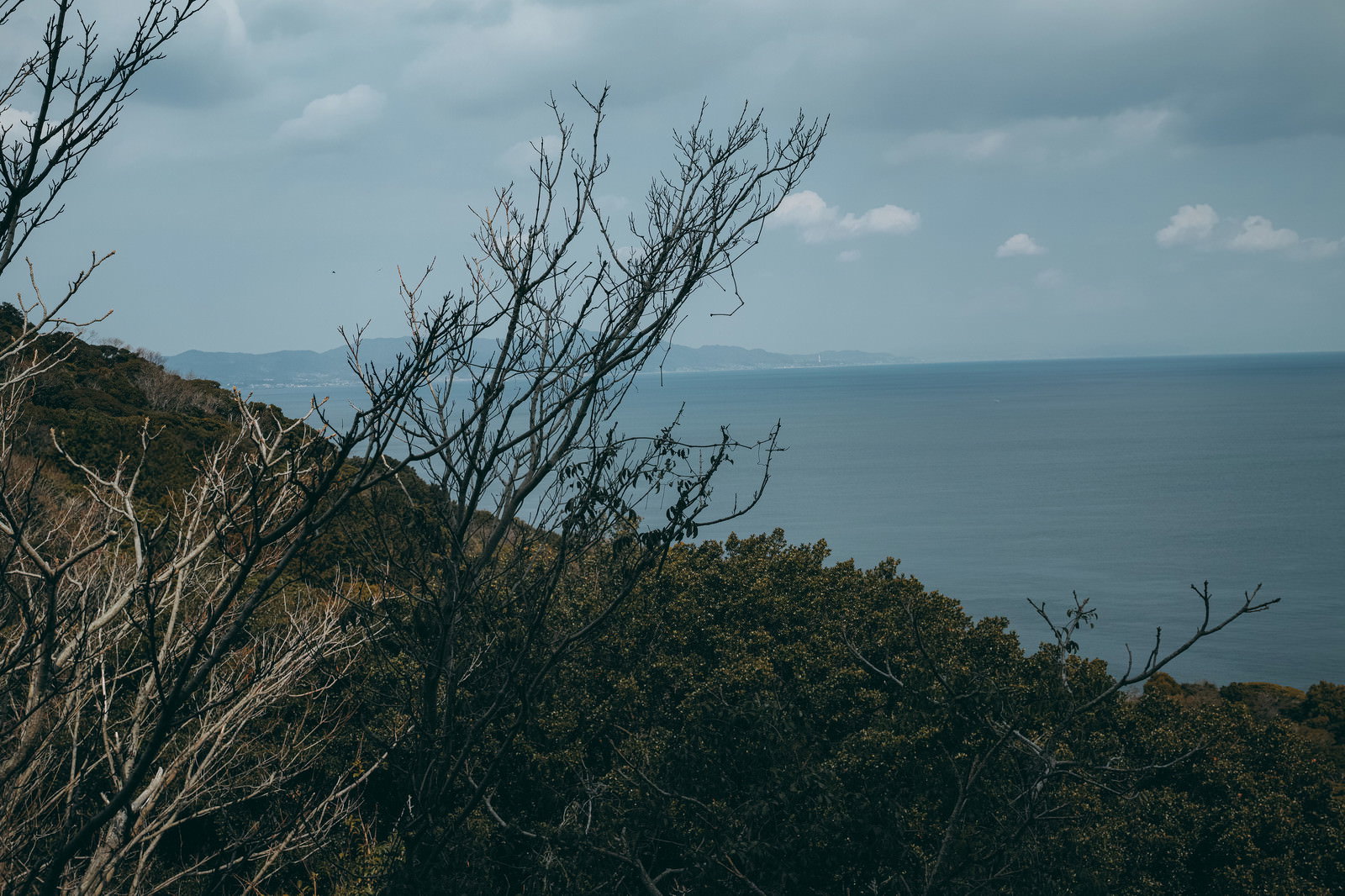 曇り空の下、暗い雰囲気の森の木々と遠くに見える海