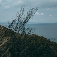 かつて想い焦がれた遠い海の向こうに広がる森の写真