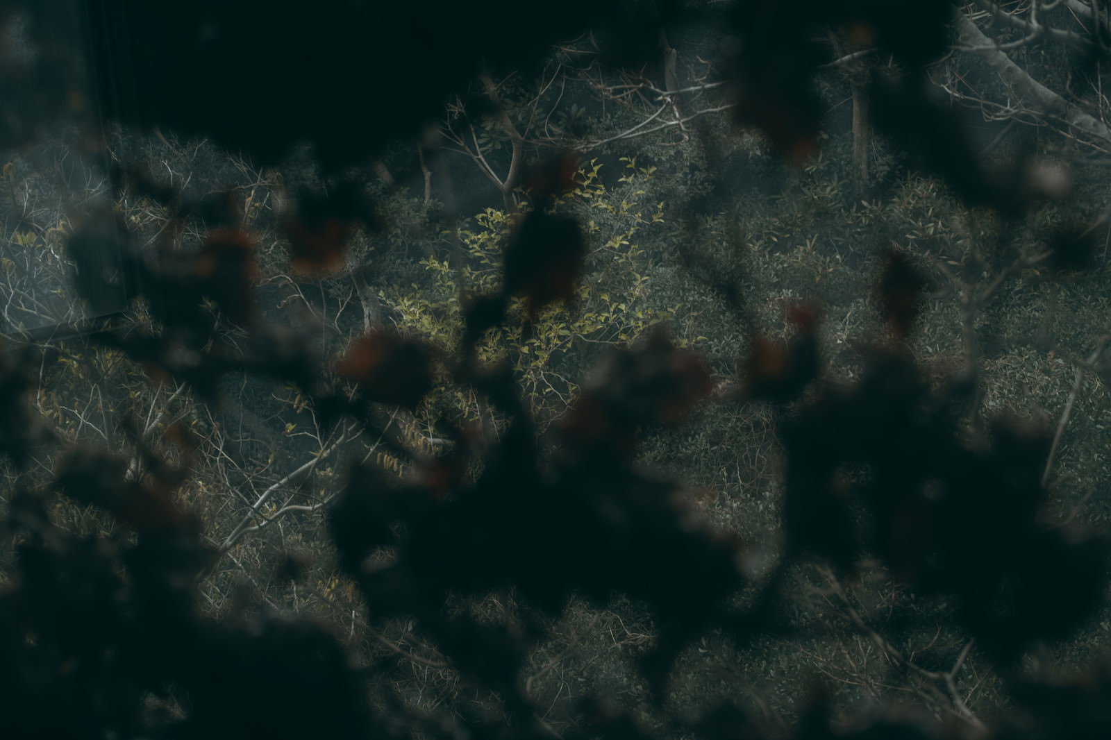 蔦が絡み合う薄暗い森の中、緑の植物が密生する暗闇の自然風景