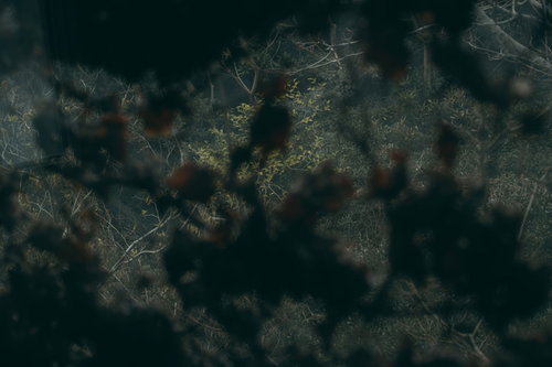 蔦に覆われた暗闇から見える外の景色と森の奥行き