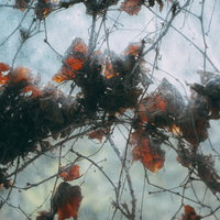 秋の紅葉した蔦が絡むガラス窓の写真