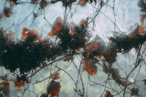 秋の紅葉した蔦が絡むガラス窓