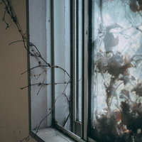 屋外から屋内に伸びる蔦と枯れた窓の写真