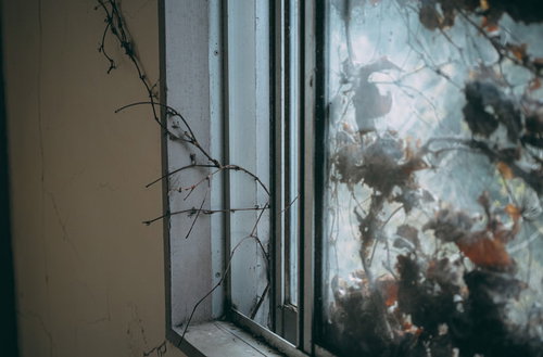 屋外から屋内に伸びる蔦と枯れた窓