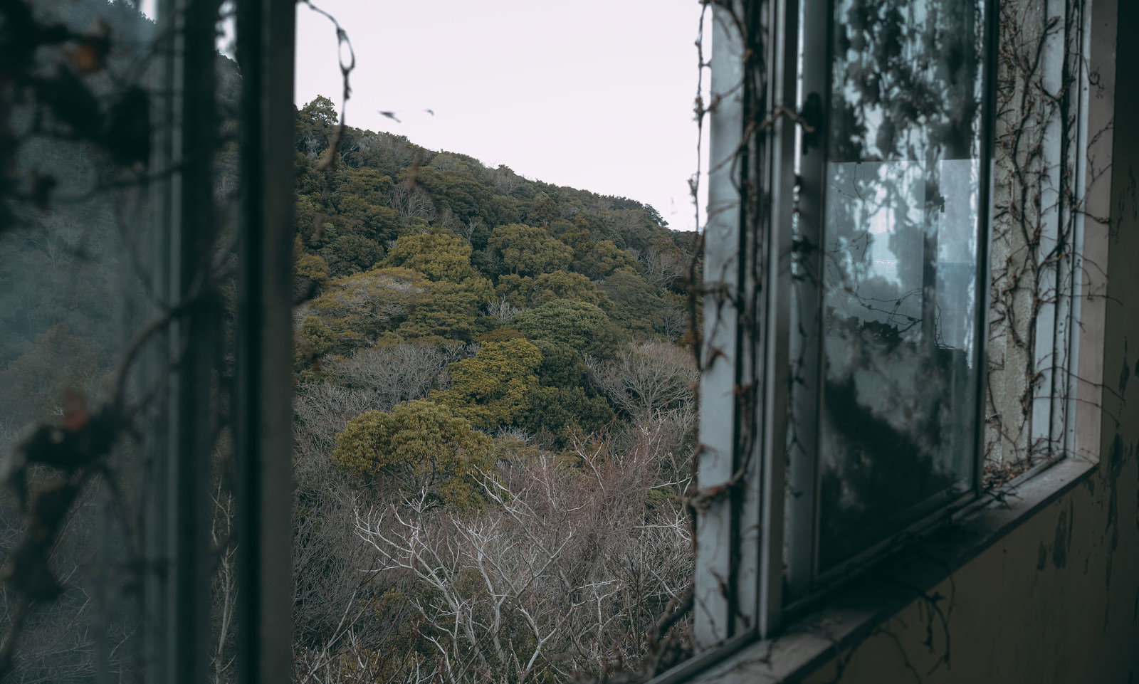 蔦が絡まる廃屋の窓から見える山と森の風景