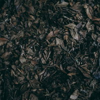 敷き詰められた湿った落ち葉のテクスチャーの写真