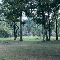 緑に囲まれた公園の広場と木々が作る自然風景の写真