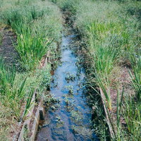 草むらを静かに流れる農業用の水路の写真