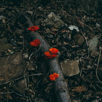 コントラストを主張する真紅のきのこ、暗い地面に群生の写真