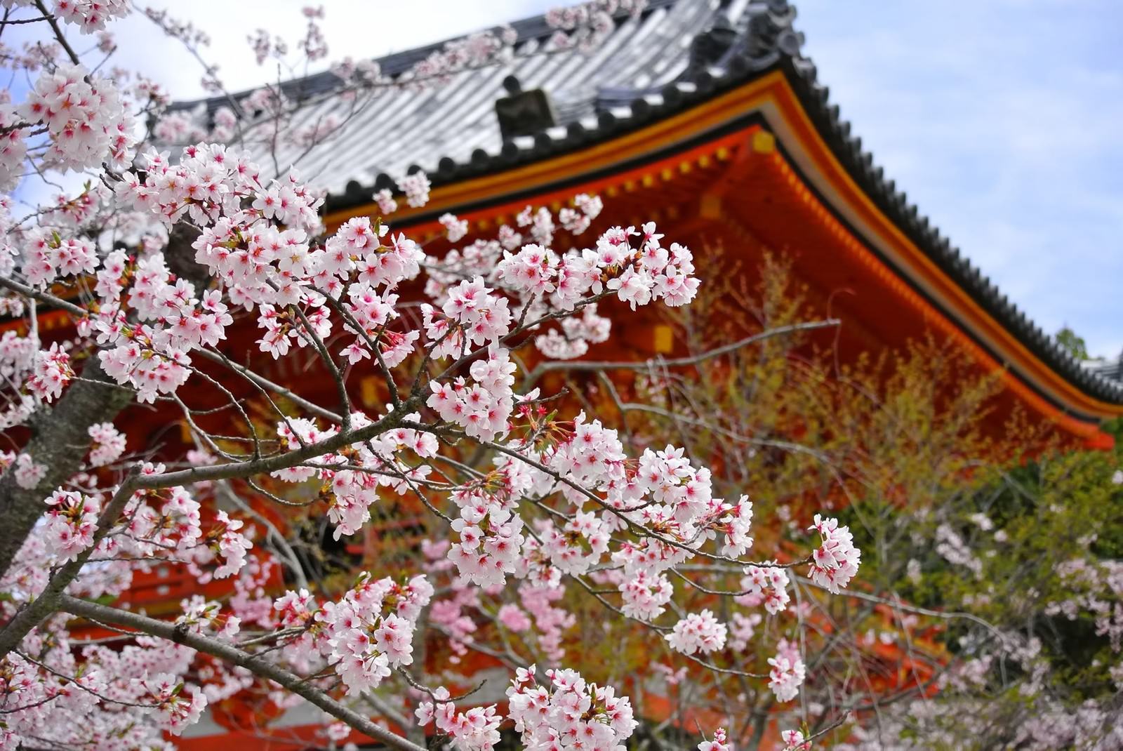 仁和寺の境内の満開の桜