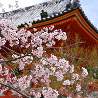 京都・仁和寺の境内を覆うように咲く満開の桜の写真