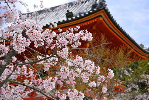 京都・仁和寺の境内を覆うように咲く満開の桜