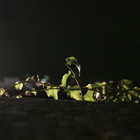 塀の上に伸びる蔓と蔦の不気味な背景の写真