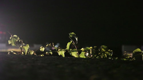 塀の上に伸びる蔓と蔦の不気味な背景