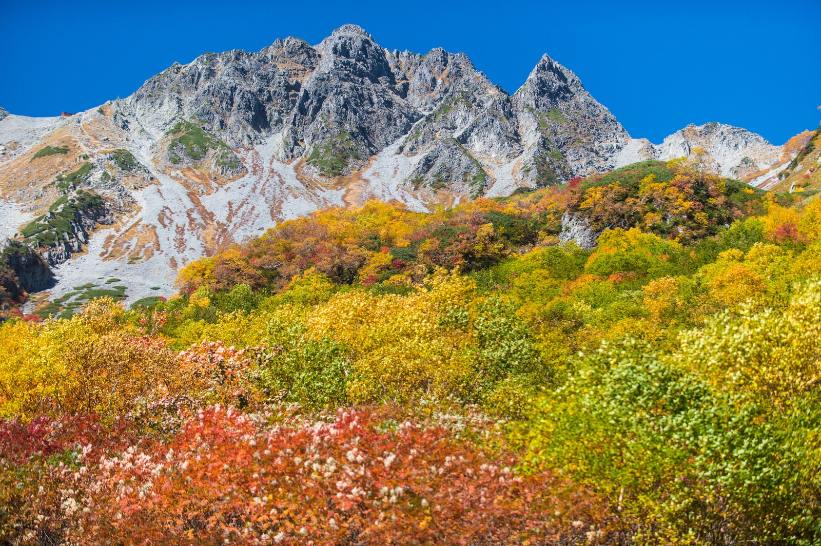 涸沢カールの紅葉越しに望むザイテングラードと穂高連峰