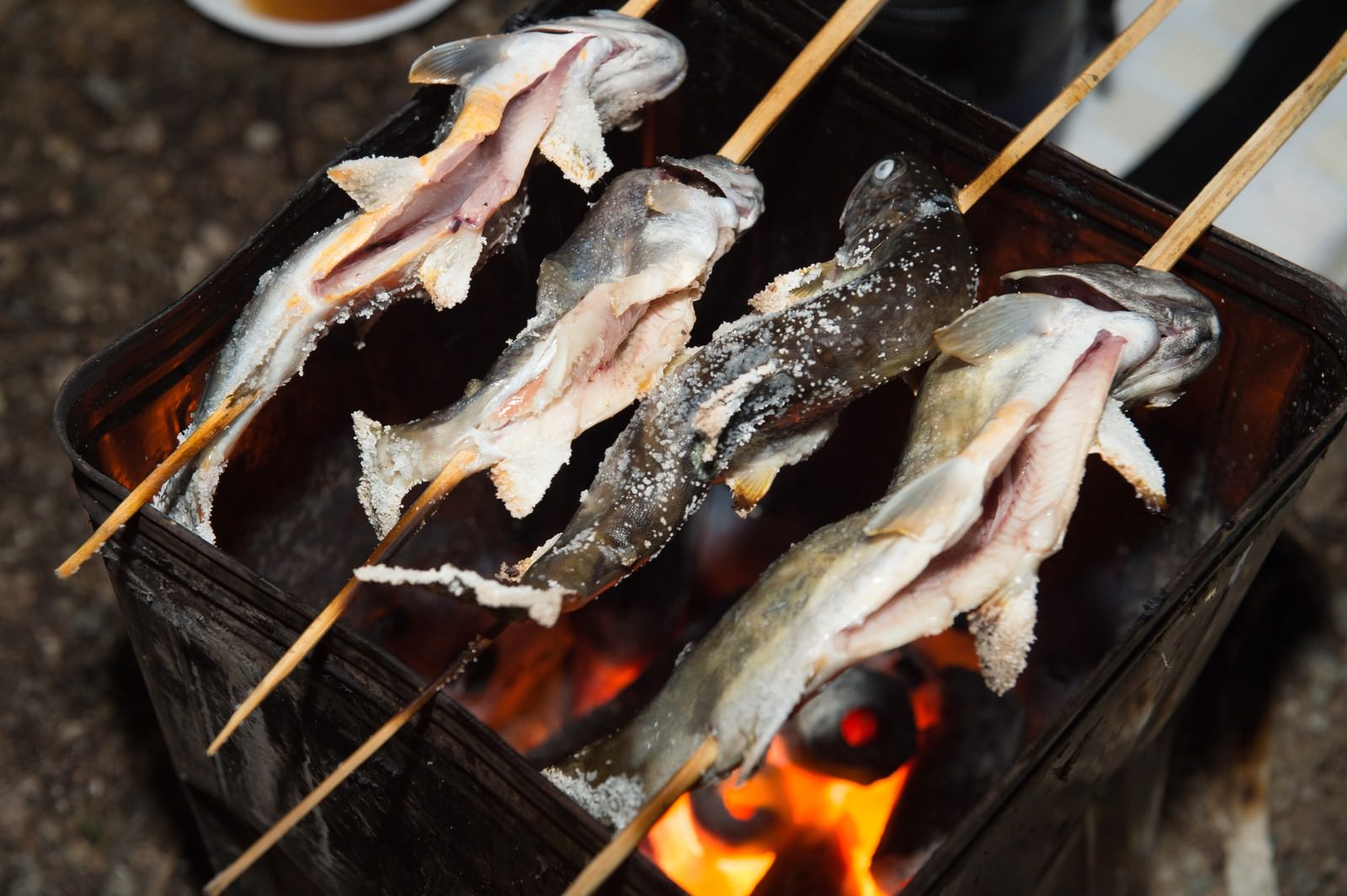 竹串に刺したイワナを炭火の金網で塩焼きにする