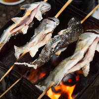 釣り上げた天然のイワナを一斗缶で炭火焼きする平湯温泉地元の流儀の写真