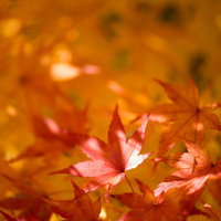 色づく紅葉と黄葉のモミジの写真