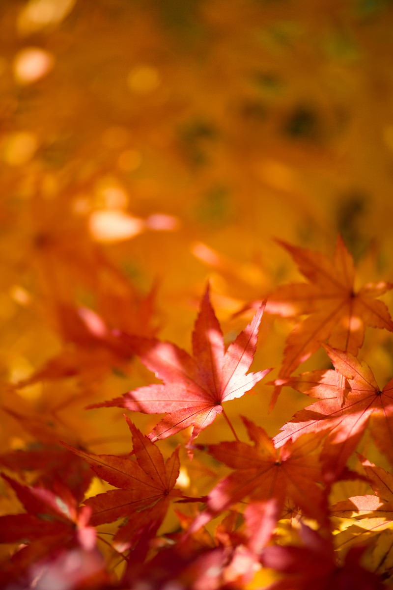 色づくモミジの紅葉と黄葉