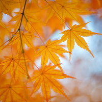 秋の紅葉、オレンジ色に染まるもみじの季節の写真