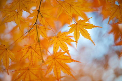 秋の紅葉、オレンジ色に染まるもみじの季節