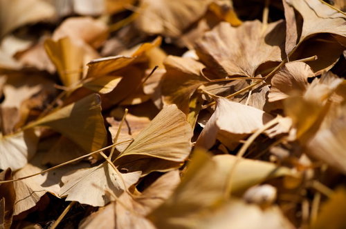 黄金色に色づくいちょうの落ち葉が地面に散らばる秋の景色