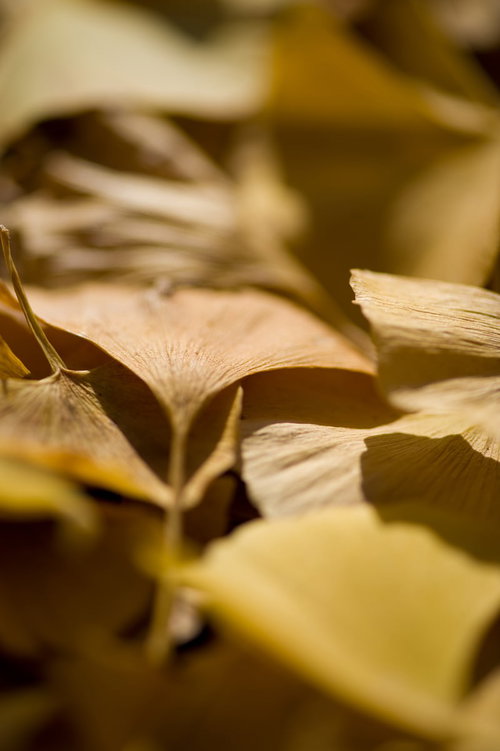 地面に敷き詰められた黄金色の銀杏落葉と秋の風景