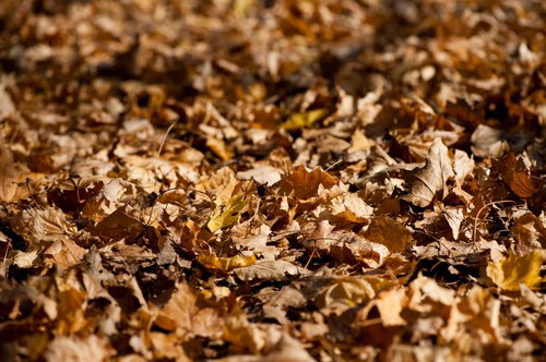 秋の地面に敷き詰められた枯葉色の落ち葉と自然の風景