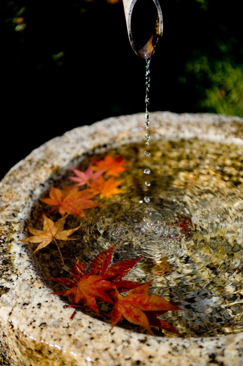 石の水盤に浮かぶ色とりどりの紅葉の落ち葉と水滴が落ちる様子