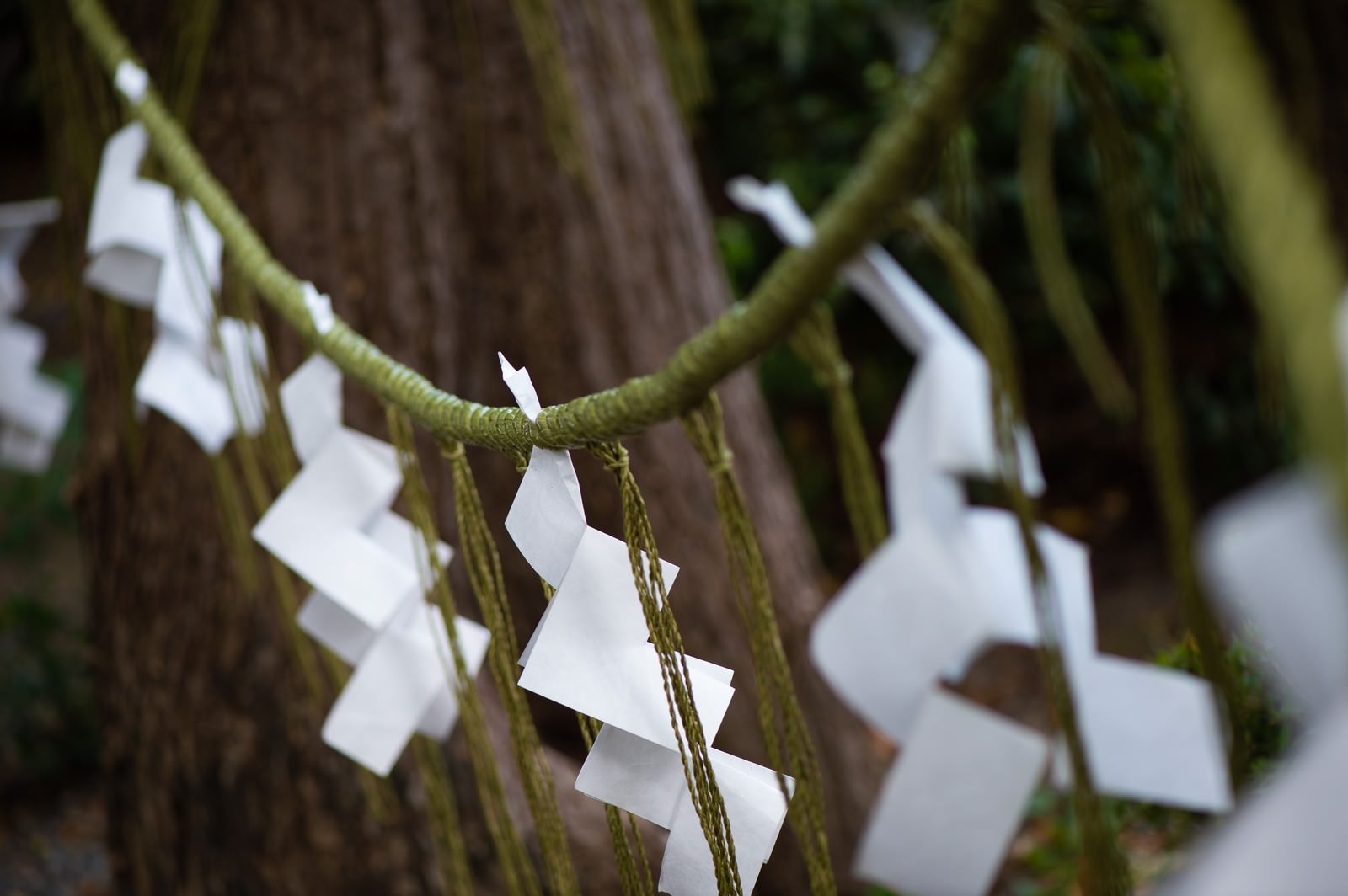 木に巻かれた注連縄に白い紙垂が垂れ下がっている神社の風景