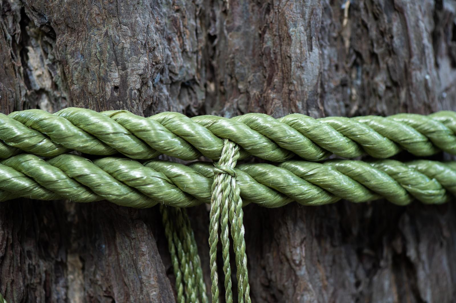 玉前神社の御神木に巻かれた緑色の注連縄