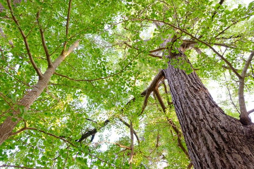 玉前神社の御神徳であるイチョウの木を下から見上げる（千葉県一宮町）